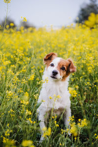 Cute small jack russell dog sitting outdoors in yellow flowers meadow background. spring time