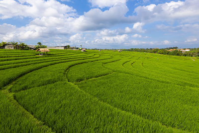 Scenic view of agricultural field against sky