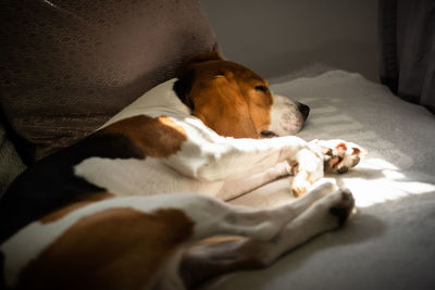 Dog sleeping in bed