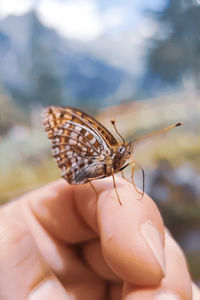 Close-up of butterfly on hand