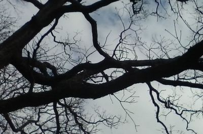 Silhouette bare tree against sky