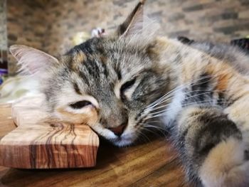 Close-up of cat relaxing on wood