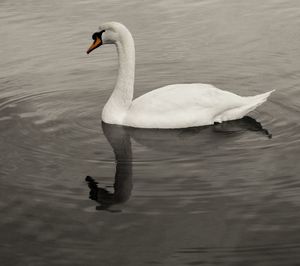 Swan swimming in lake