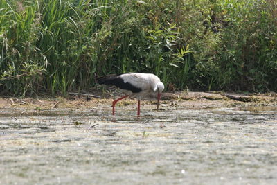 Bird on field by water