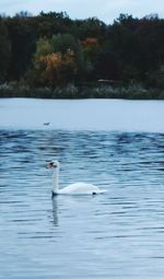 Swans swimming in lake