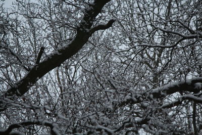 Low angle view of bare tree against sky