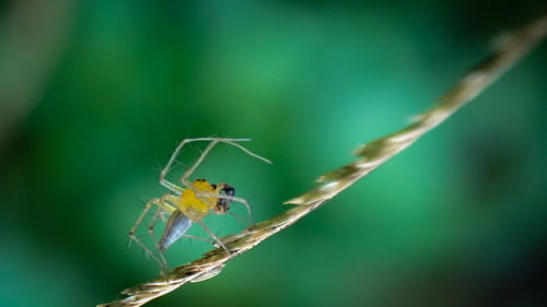 Close-up of insect on plant