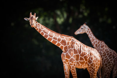 Giraffes in forest