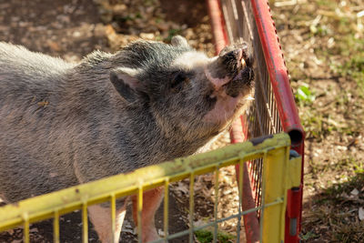 Pigs in their pens at the farm fair exhibition