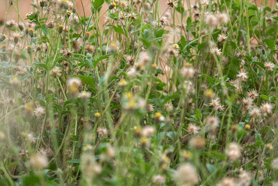 Close-up of flowering plants on field