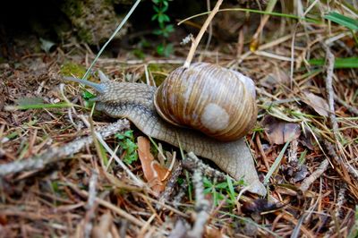 Close-up of snail on ground