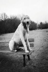 Portrait of dog sitting on grass against sky