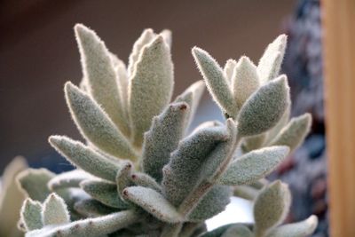 Close-up of succulent plant