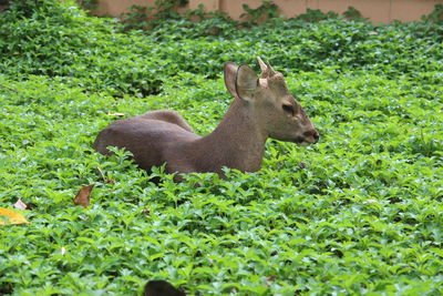 Sheep on plant