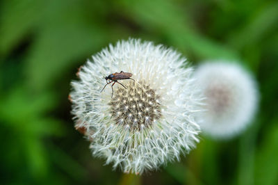 Close-up of insect on flower