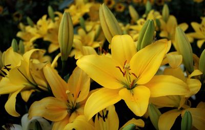 Close-up of yellow flowering plant