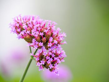 Close-up of pink cherry blossoms