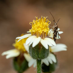 Close-up of insect on flower