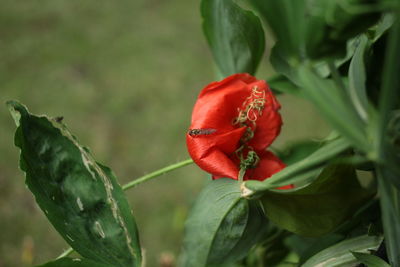 Close-up of red leaves