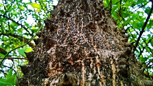 Low angle view of tree trunk