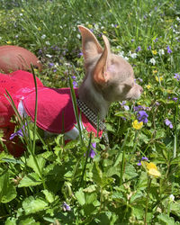 High angle view of dog on flower