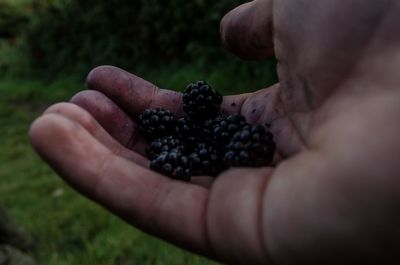 Close-up of hand holding fruit