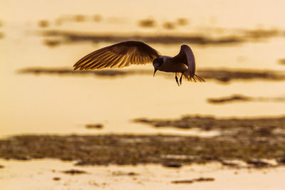 Bird flying over sea