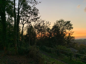 Trees in forest against sky during sunset