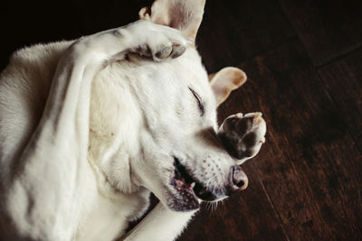 High angle close-up of dog sleeping on hardwood floor