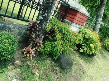 Plants and trees growing outdoors