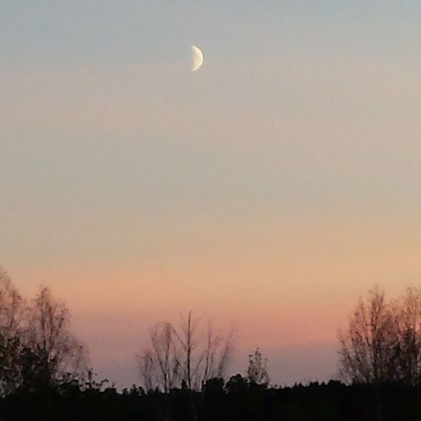 silhouette, tree, low angle view, bare tree, scenics, moon, sunset, tranquility, beauty in nature, tranquil scene, sky, nature, dusk, idyllic, clear sky, copy space, branch, outdoors, orange color, night