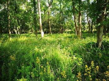 Scenic view of forest