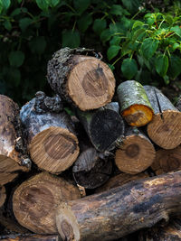 Close-up of logs in forest