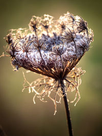 Close-up of wilted plant