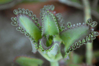 Close-up of succulent plant