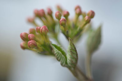 Close-up of flower buds growing outdoors