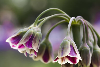 Close-up of flowers against blurred background