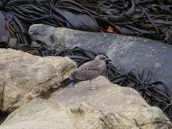 Close-up of bird on beach