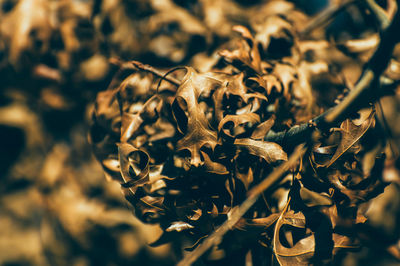 Full frame shot of autumnal leaves