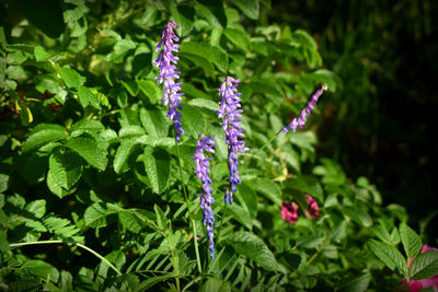 Close-up of purple flowering plant