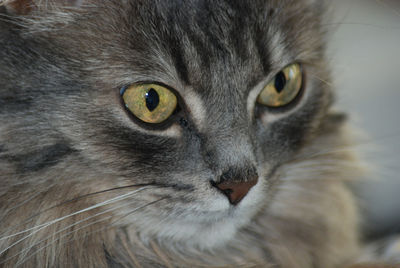 Close-up portrait of cat