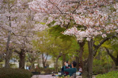 Low angle view of cherry blossoms in park