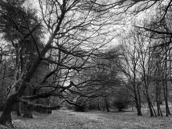 Bare trees on landscape against sky