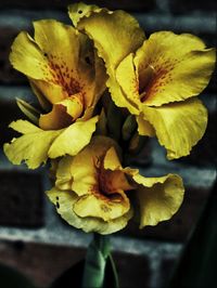Close-up of yellow flower