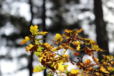 Close-up of yellow maple leaves on tree