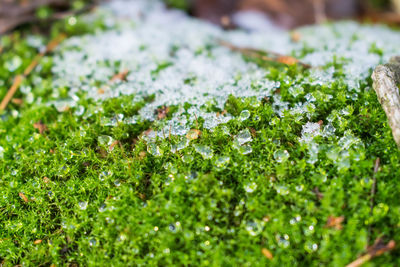 Close-up of fresh green grass