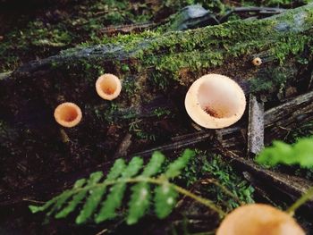 Close-up of mushrooms growing on field