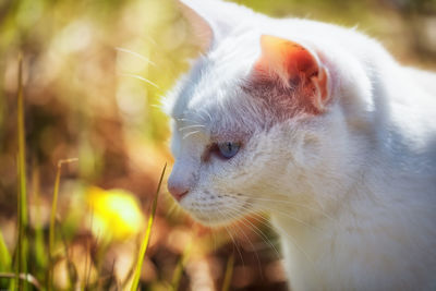 Close-up of white cat on field