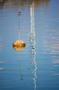 Close-up of jellyfish in water