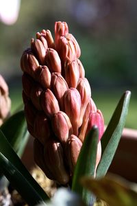 Close-up of pink flower buds